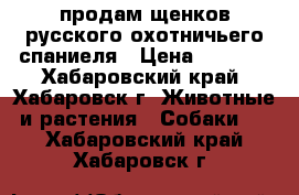 продам щенков русского охотничьего спаниеля › Цена ­ 4 000 - Хабаровский край, Хабаровск г. Животные и растения » Собаки   . Хабаровский край,Хабаровск г.